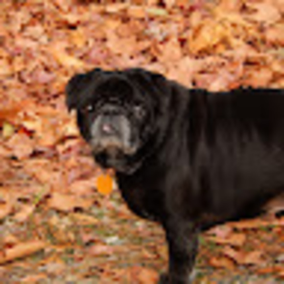 Meet your Posher, Lee - Picture 1 of 1